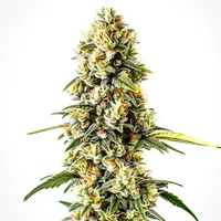 Cheese Cookies - Seeds Pack: 3-samen