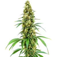 Cheese Diesel - Seeds Pack: 3-samen