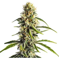 Cheese Lemon Regulär - Seeds Pack: 3-samen