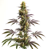 CheeseCake x Gelato Auto - Seeds Pack: 3-samen