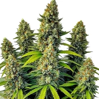 Chemdog Auto - Seeds Pack: 3-samen