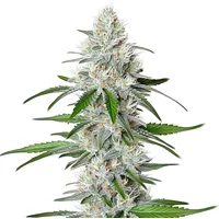 Chemdog Schnellversion - Seeds Pack: 25-samen