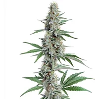 Chemdog Regulär - Seeds Pack: 3-samen