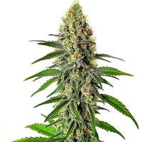 Cherry AK - Seeds Pack: 9-samen