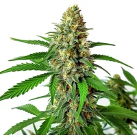 Cherry Ak Auto - Seeds Pack: 9-samen