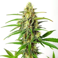 Cherry Ak Schnellversion - Seeds Pack: 9-samen