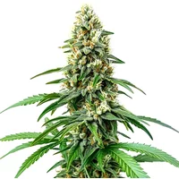 Chocolope Kush Regulär - Seeds Pack: 9-samen