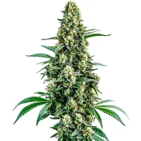 Chocolope Regulär - Seeds Pack: 9-samen