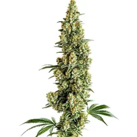 Chocolopez Schnellversion - Seeds Pack: 9-samen