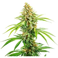 Cinderella 99 Schnellversion - Seeds Pack: 9-samen
