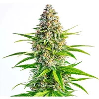 Cinderella 99 x Lemon Pie - Seeds Pack: 9-samen
