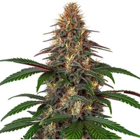 Cinderella 99 x Somango - Seeds Pack: 9-samen
