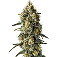 Cindy 99 - Seeds Pack: 9-samen