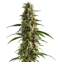 Clementine - Seeds Pack: 3-samen