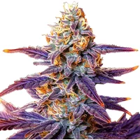Cream Auto - Seeds Pack: 9-samen