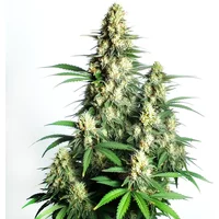 Cream Candy Auto - Seeds Pack: 3-samen