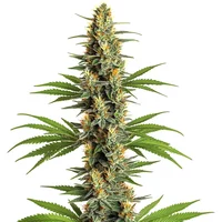 Critical 2.0 - Seeds Pack: 25-samen