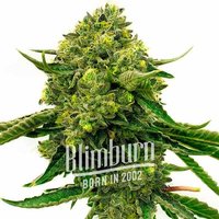 Papas Candy Regulär - Seeds Pack: 3-samen