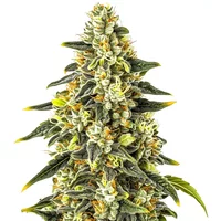 Crystal - Seeds Pack: 25-samen