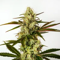 Do Si Dos Autoflower F1 - Seeds Pack: 3-samen