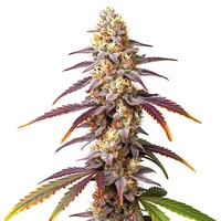 Frosted Guava - Seeds Pack: 1-samen