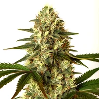 G13 x Nebula - Seeds Pack: 1-samen