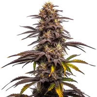 Ghost Train Haze x Pellezino - Seeds Pack: 1-samen