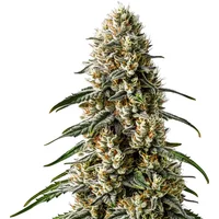 Girl Scout Cookies x Jack Herer - Seeds Pack: 1-samen