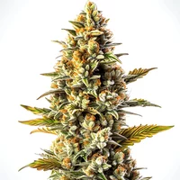 Blue Gorilla Auto - Seeds Pack: 25-samen