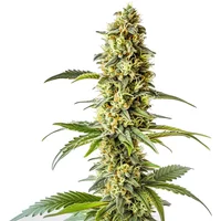 Green Crack x Core - Seeds Pack: 1-samen