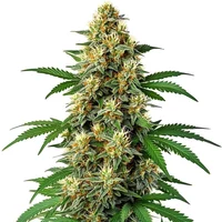 Green Poison Auto F1 - Seeds Pack: 6-samen