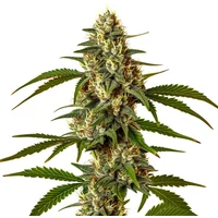 Green Poison - Seeds Pack: 1-samen