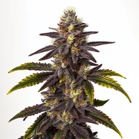 Gruntz - Seeds Pack: 25-seeds