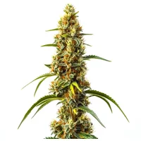 Harlequin Kimbo Kush Schnellversion CBD - Seeds Pack: 1-samen