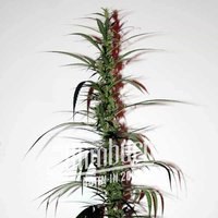 Hash Passion Regulär - Seeds Pack: 1-samen