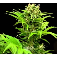 Haze XL Auto - Seeds Pack: 1-samen