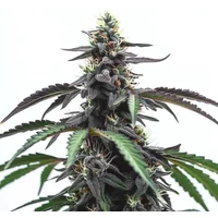 Head Band - Seeds Pack: 1-samen