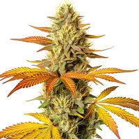 Hellfire Schnellversion - Seeds Pack: 1-samen