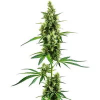 Hindu Kush Regulär - Seeds Pack: 6-samen