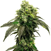 Hindu Kush - Seeds Pack: 6-samen