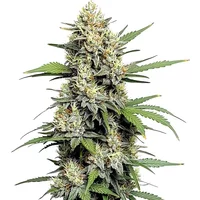 Honey Buns - Seeds Pack: 25-seeds
