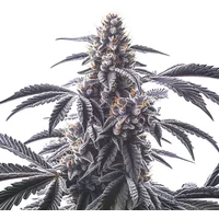 Horchata - Seeds Pack: 6-samen
