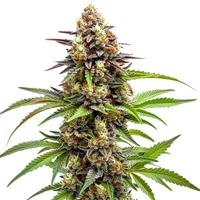 Ice Cream x SFV OG - Seeds Pack: 6-samen