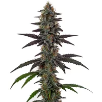 Illemonati - Seeds Pack: 25-seeds