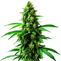 Irish Cream - Seeds Pack: 6-samen