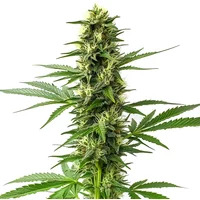 Jack Herer Regulär - Seeds Pack: 6-samen