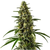 Jack Herer x Skunk - Seeds Pack: 6-samen