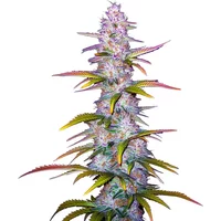 Jack Horror - Seeds Pack: 6-samen