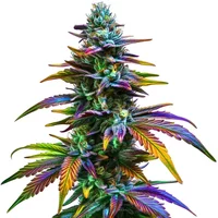 Jealousy F1 - Seeds Pack: 6-samen