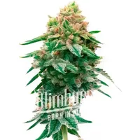 Jilly Bean Regulär - Seeds Pack: 6-samen